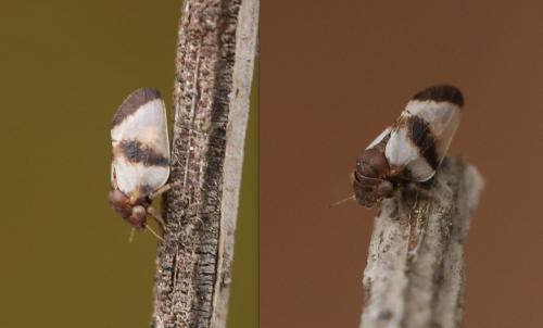 Euphyllura sp.